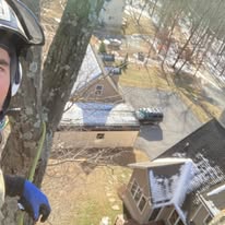 Aerial view of tree removal job in progress
