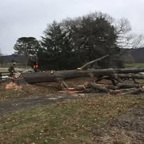 Large tree removal on open property