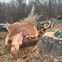 Massive tree stump after professional removal