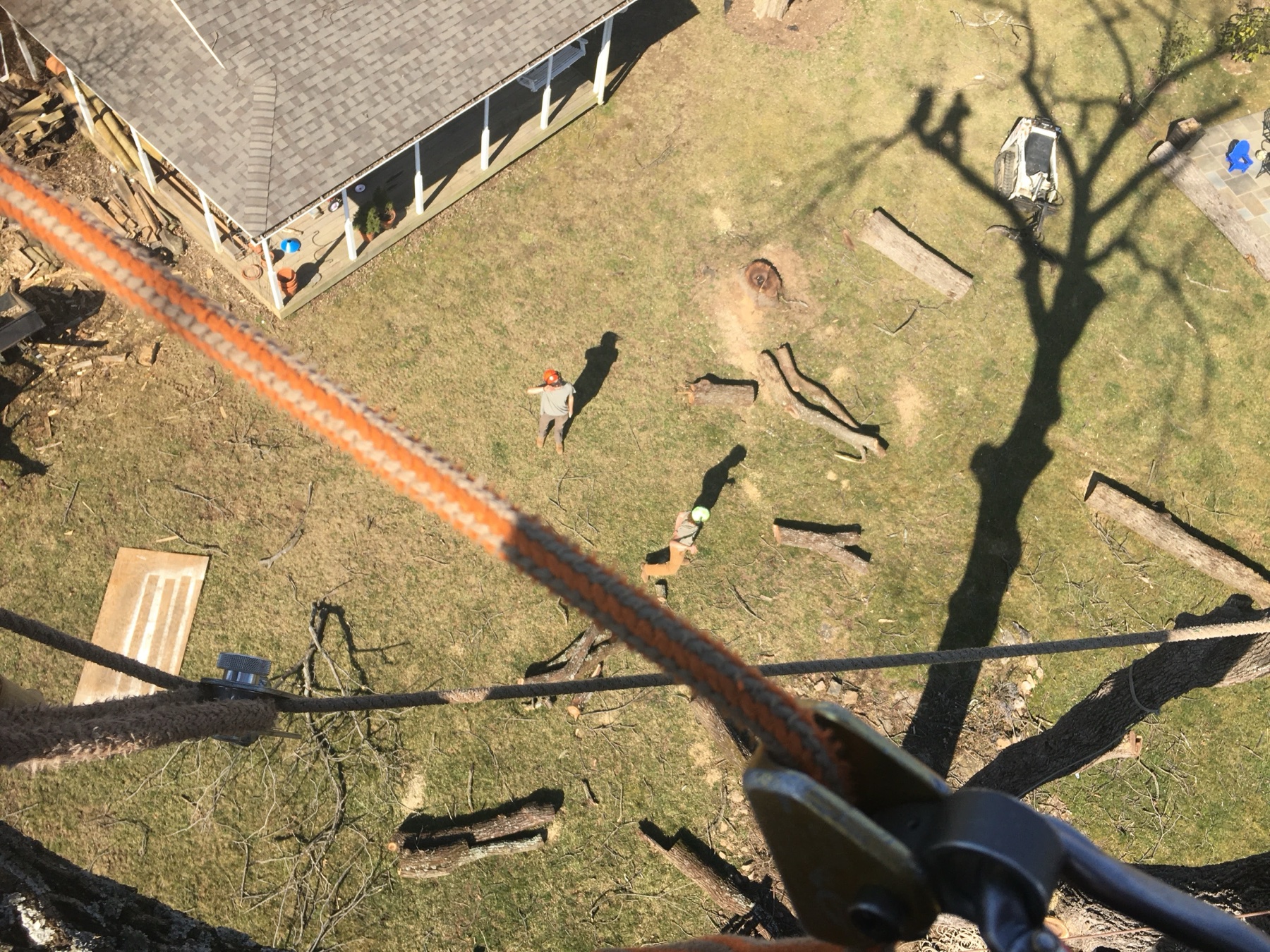 Tree removal job site with cut logs ready for hauling