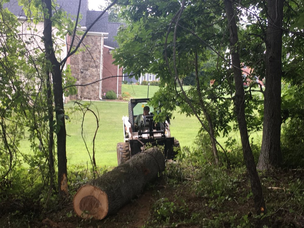 Professional tree care on mature hardwood