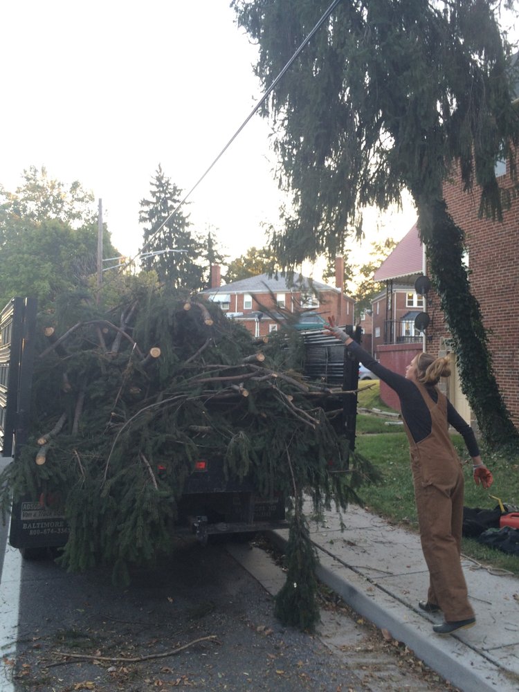 Stump grinding service leaving clean yard